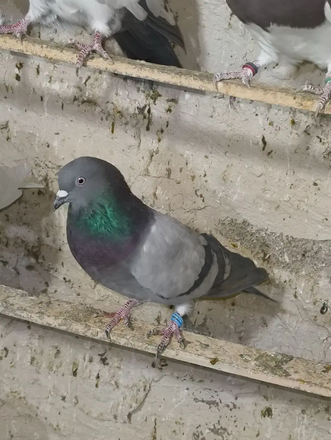 فروشی|پرنده|نقده, |دیوار