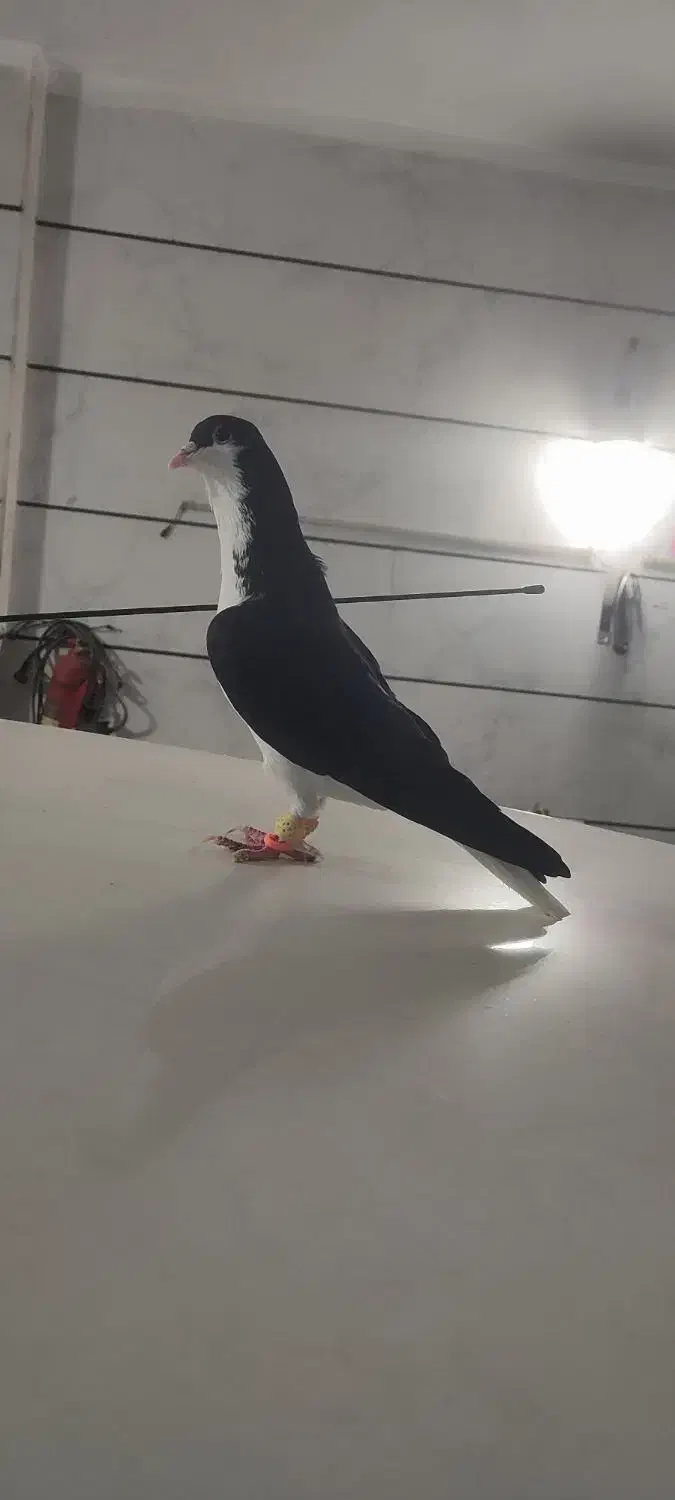 کبوتر|پرنده|قزوین, |دیوار