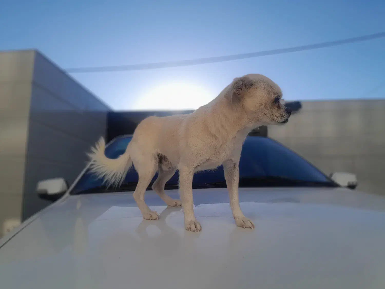 چیواوا اصیل، جیبی و کوچولو ،مناسب آپارتمان|سگ|حسن آباد, |دیوار