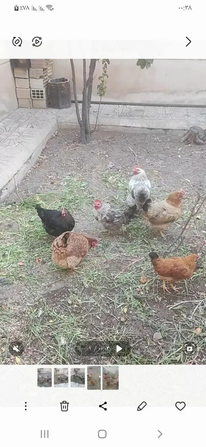 مرغ تخم گذار محلی و خروس محلی جوان|حیوانات مزرعه|محمدیه-قزوین, |دیوار