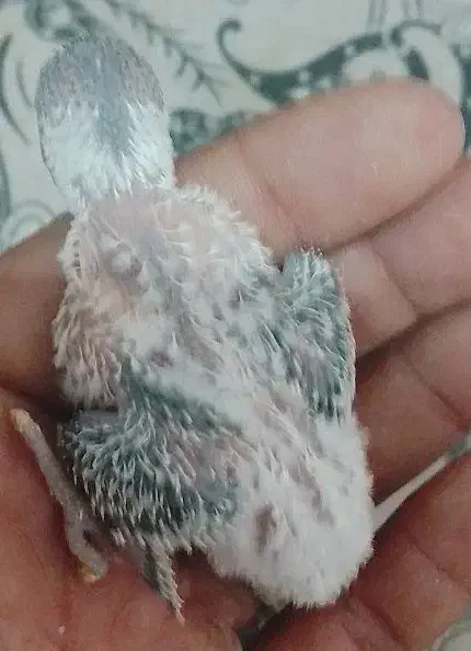 جوجه مرغ عشق|پرنده|مهاباد (آذربایجان غربی), |دیوار