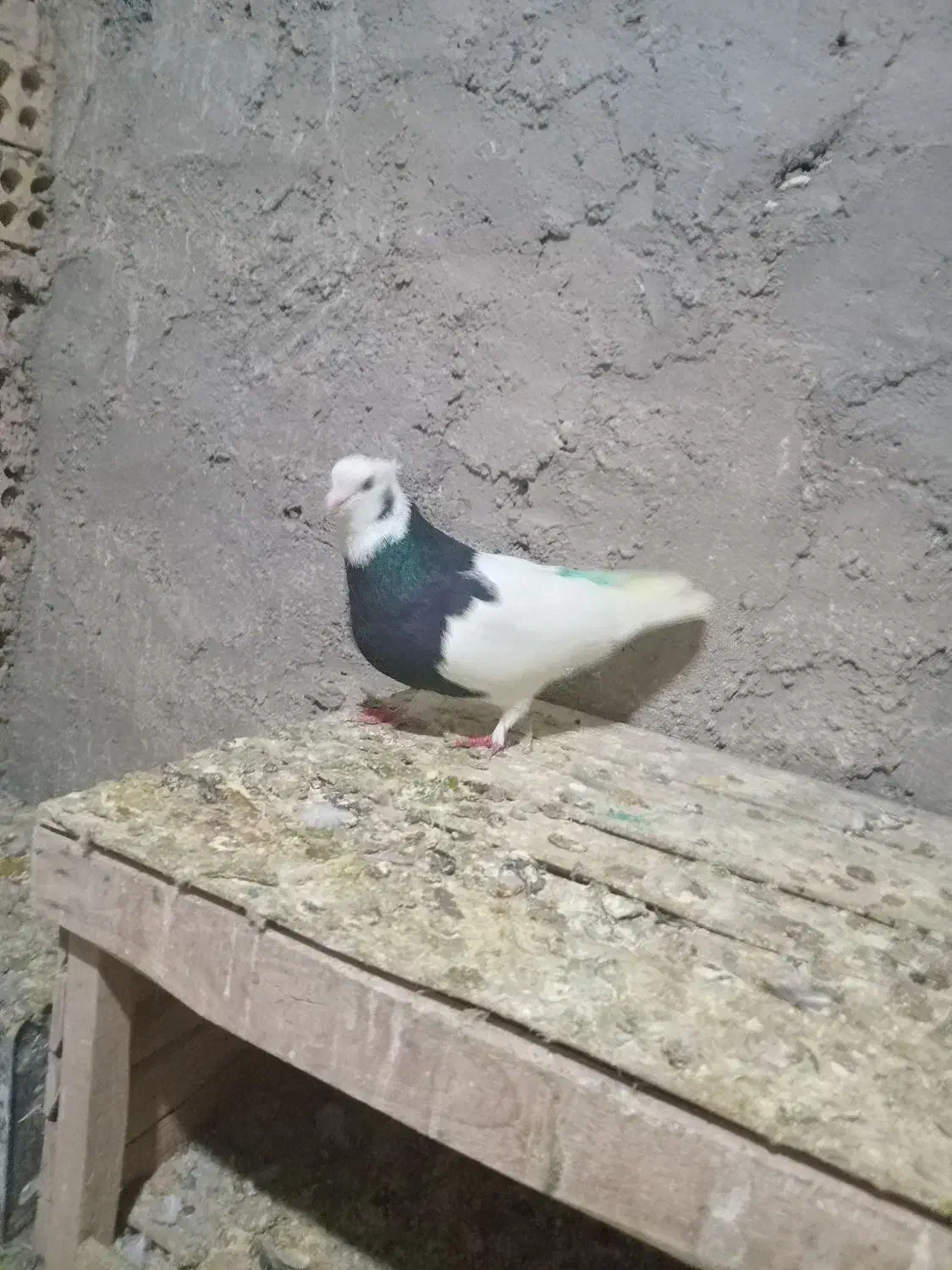 کبوتر نر|حیوانات|بروجرد, |دیوار