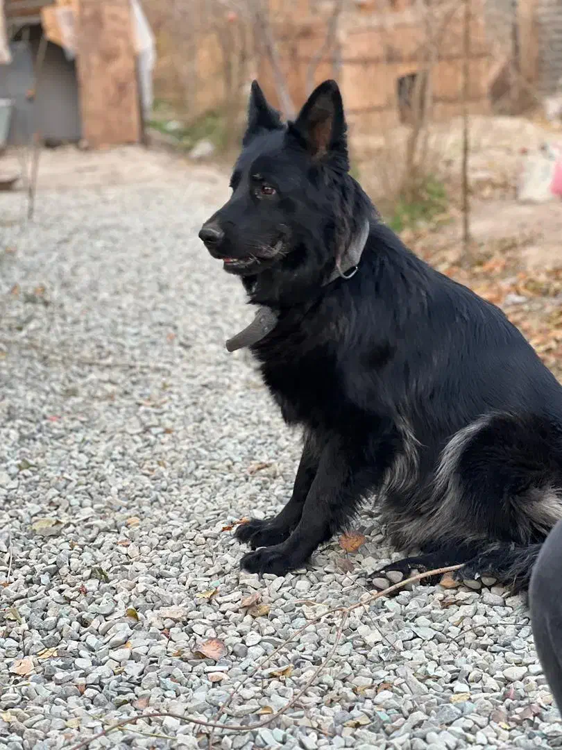 سگ ژرمن بلک|سگ|آفتاب, |دیوار