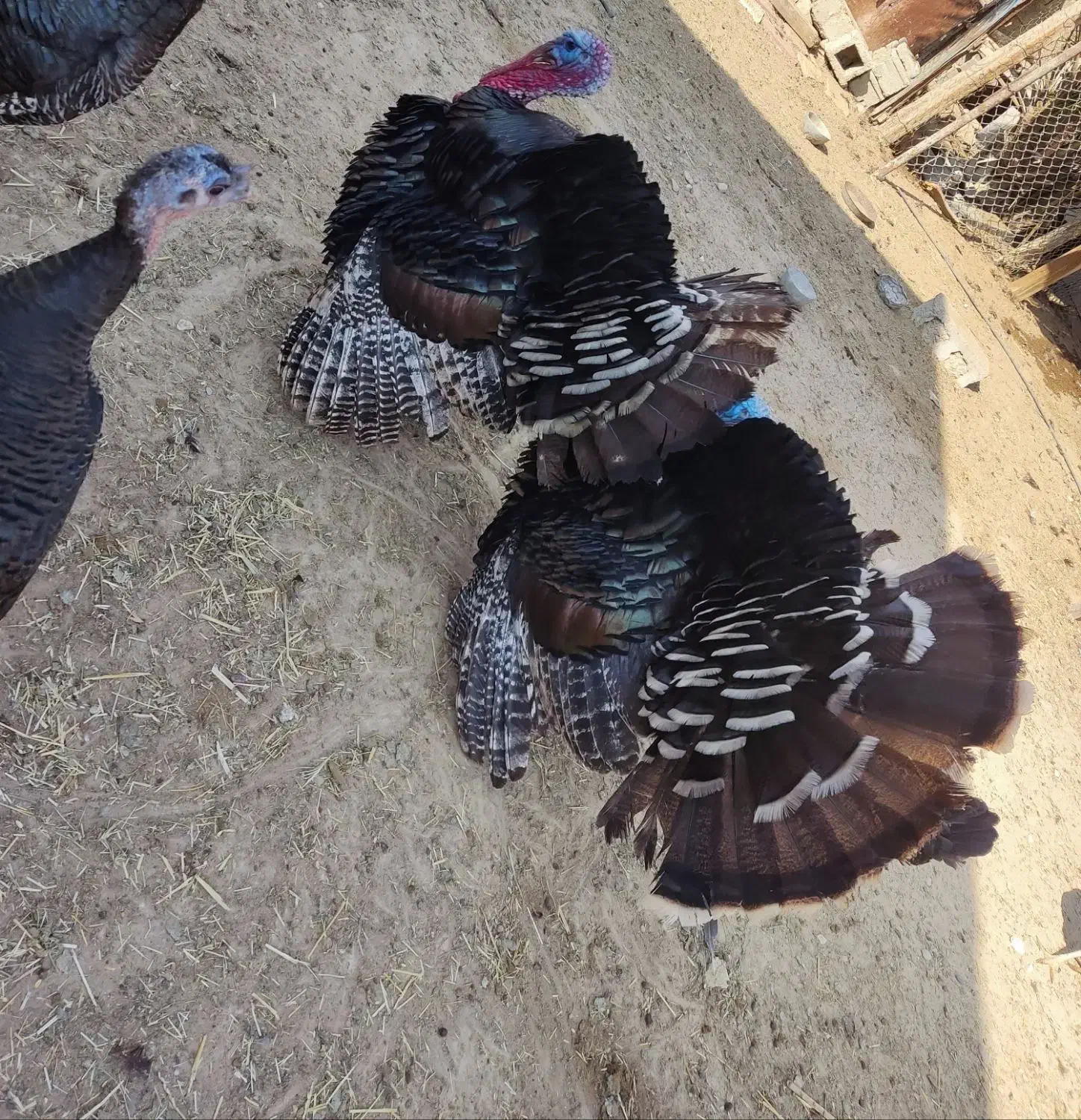 بوقلمون نر و ماده|حیوانات مزرعه|شبانکاره, |دیوار