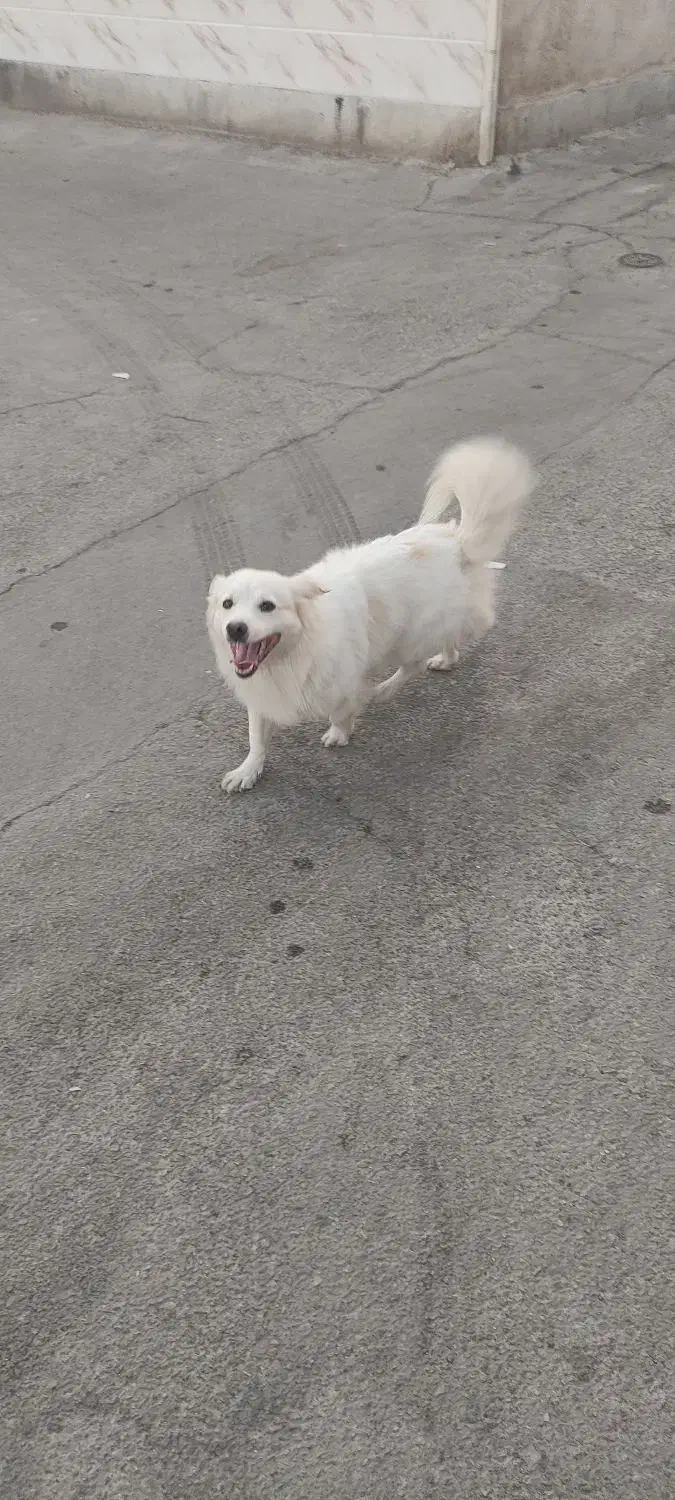 واگذاری اشپیتز|سگ|اصفهان, شاهد|دیوار