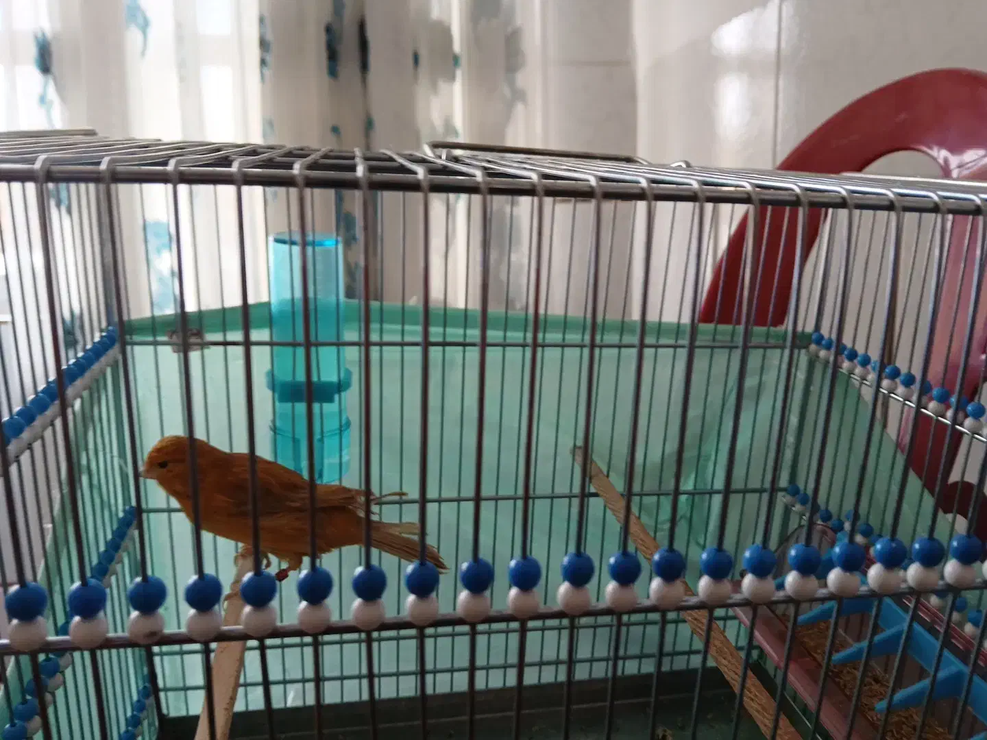 قناری|پرنده|سمیرم, |دیوار