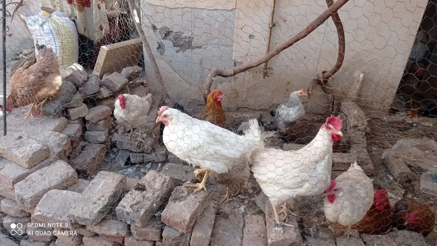 مرغ تخم مرغی|حیوانات مزرعه|سبزوار, جوادیه شرقی|دیوار