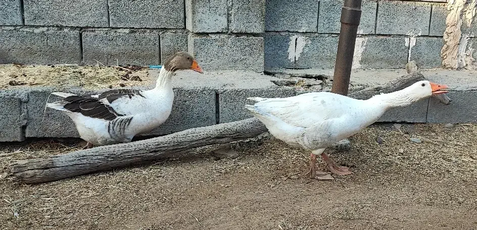 یک جفت غاز سالم|حیوانات مزرعه|میناب, |دیوار