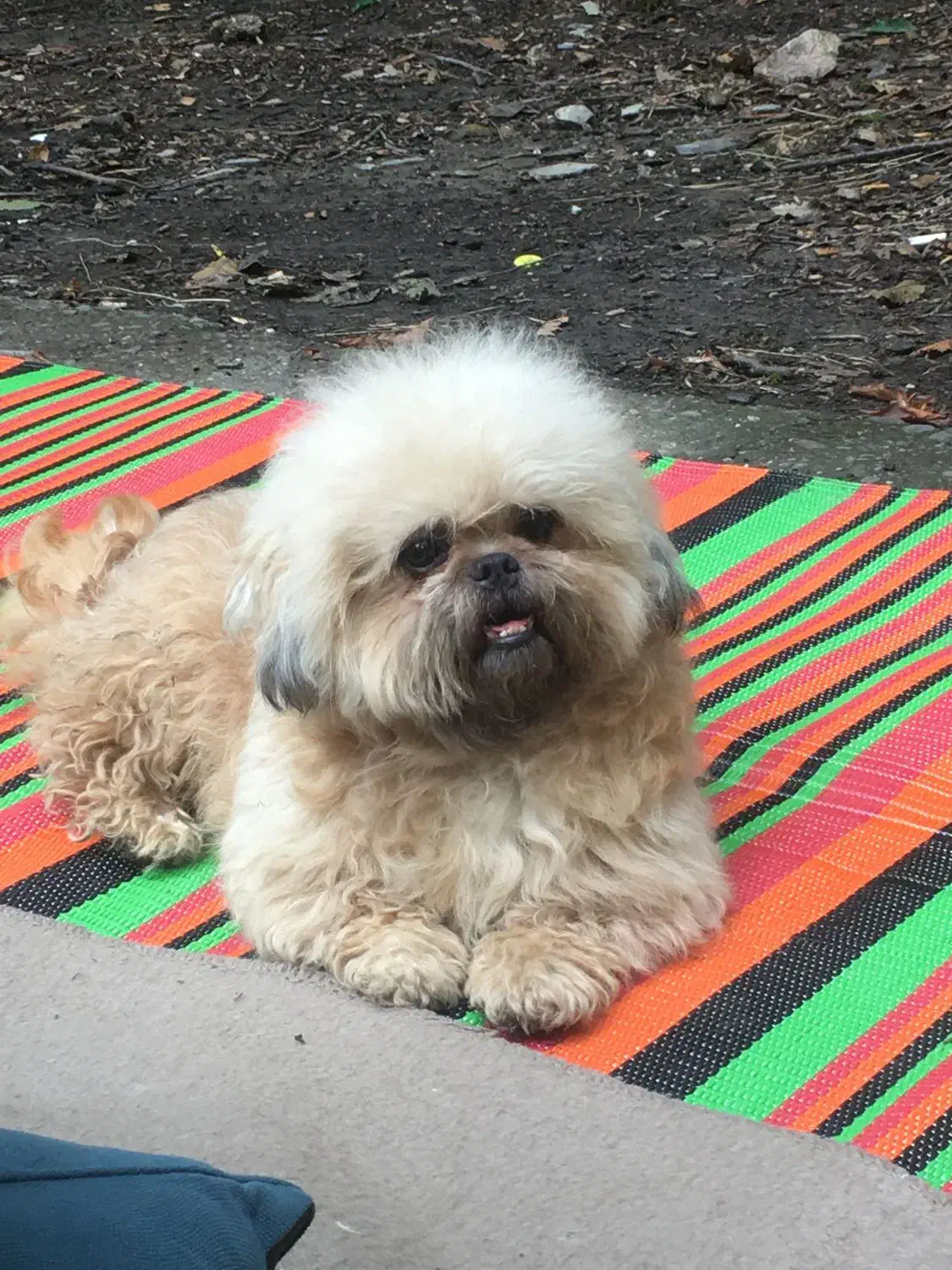 شیتزو سوپر فلت|سگ|کردکوی, |دیوار