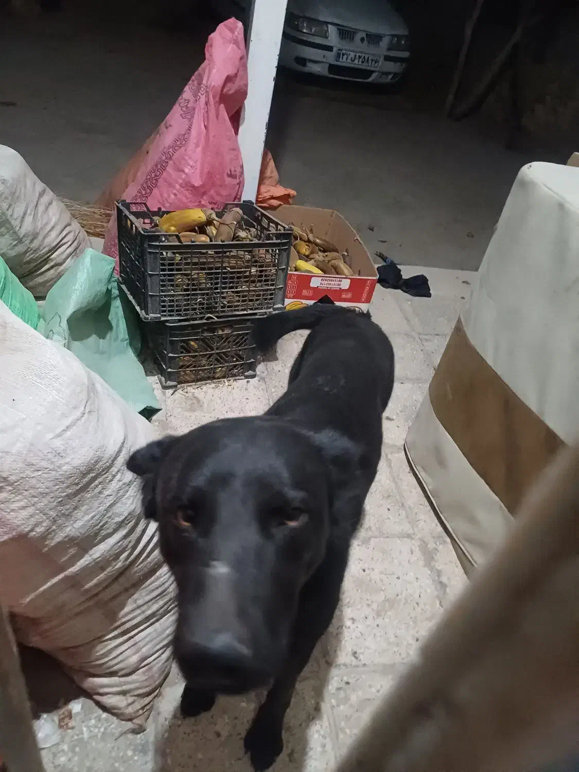 سگ گوش تیز حرف گوش کن نگهبان|سگ|آشخانه, |دیوار