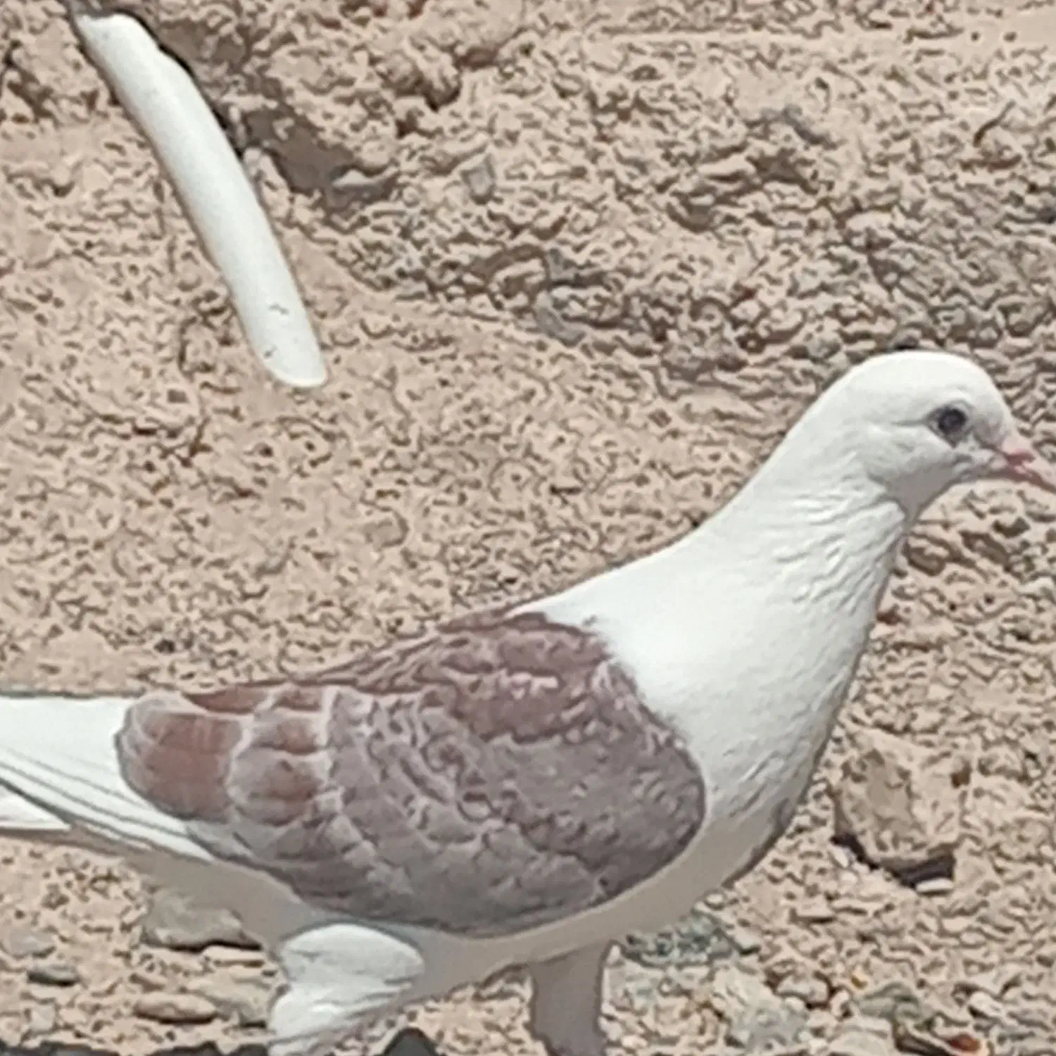 کفتر|پرنده|زابل, |دیوار