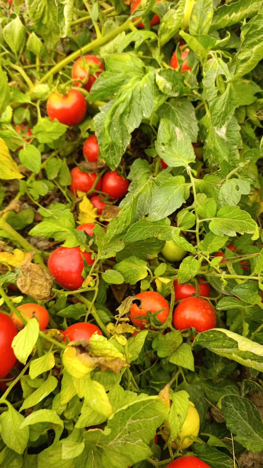 گوجه|خوردنی و آشامیدنی|تاتار علیا, |دیوار