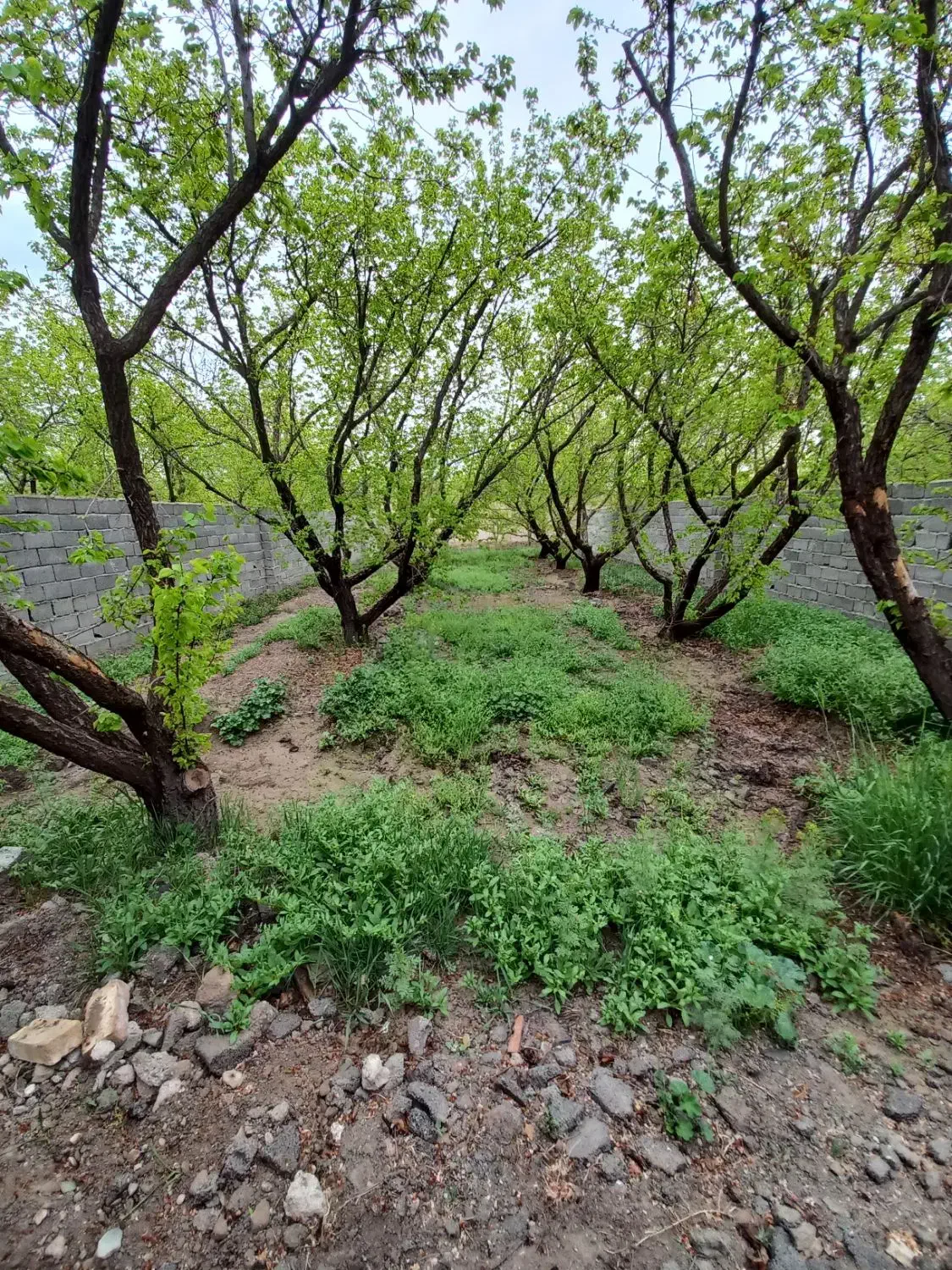 ۳۳۰ متری باغ ۴دیواری|فروش خانه و ویلا|شهریار, کرد امیر|دیوار