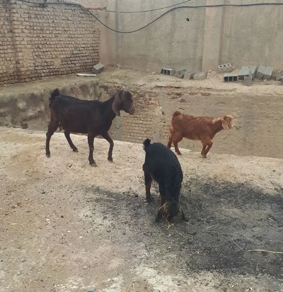 بزدوقلو|حیوانات مزرعه|نیشابور, چمبران|دیوار