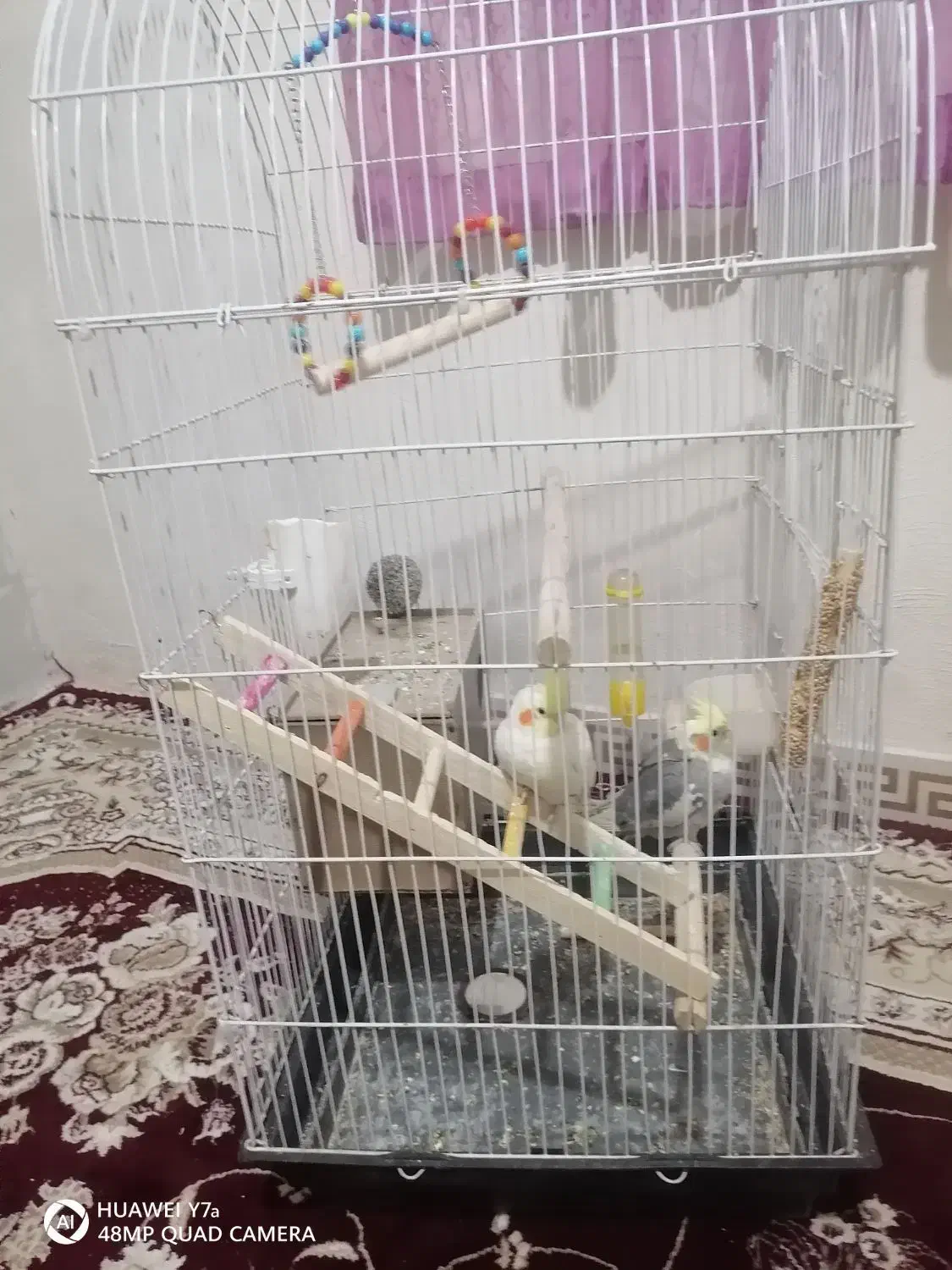 عروس هلندی نر و ماده دوتا قفس داره|پرنده|شاهدشهر, |دیوار