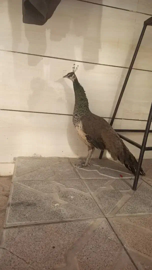 طاووس|پرنده|مشهد, شهرک شهید باهنر|دیوار