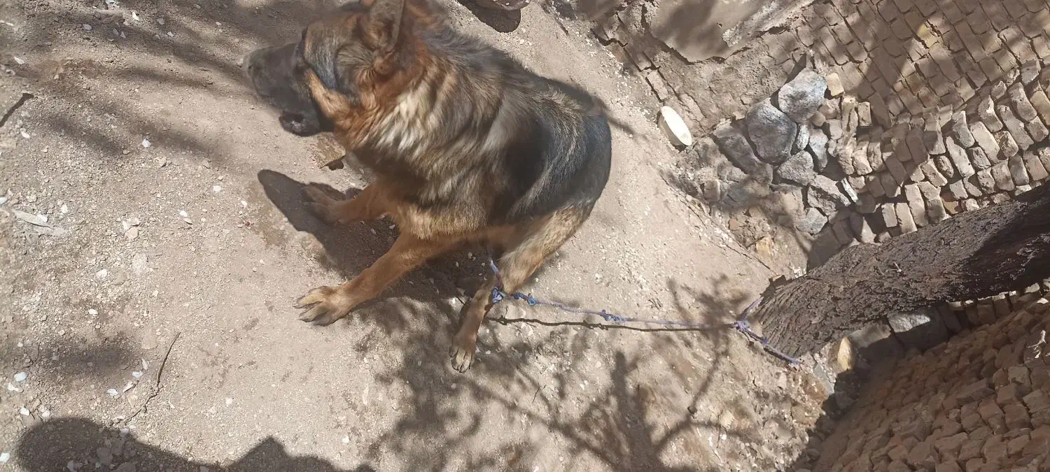 ژرمن|سگ|یزد, |دیوار