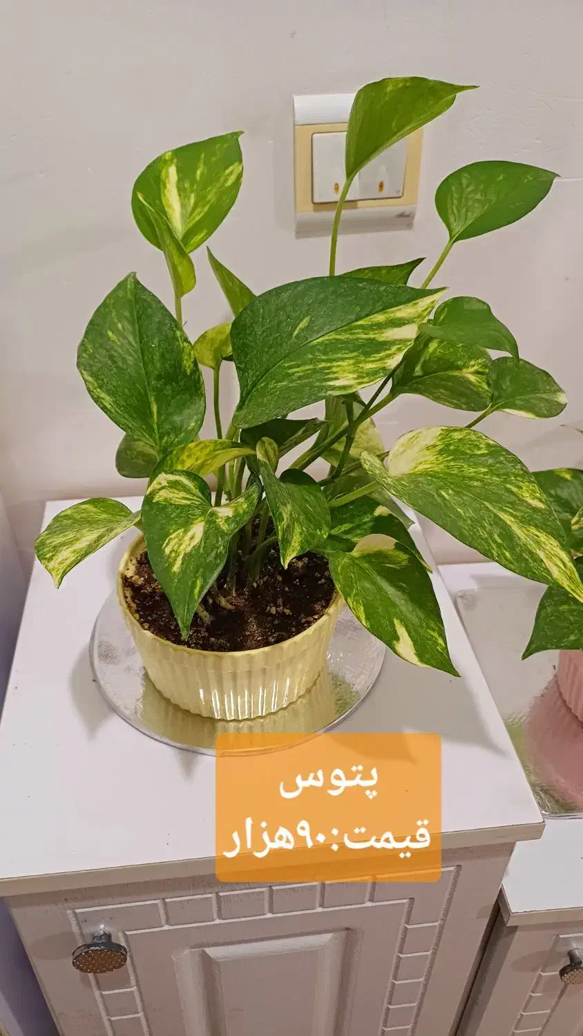 گلهای زیبا|گل و گیاه طبیعی|رشت, کوی مهر|دیوار