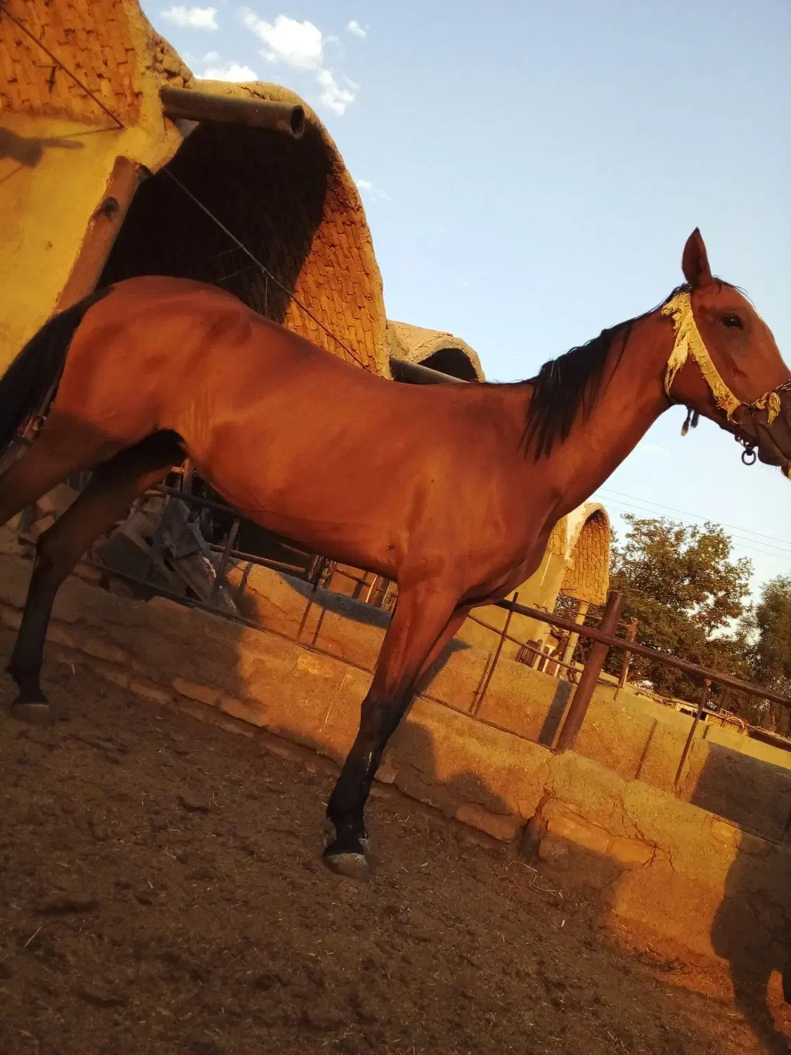 مادیون|اسب و تجهیزات اسب‌سواری|تهران, بلورسازی|دیوار