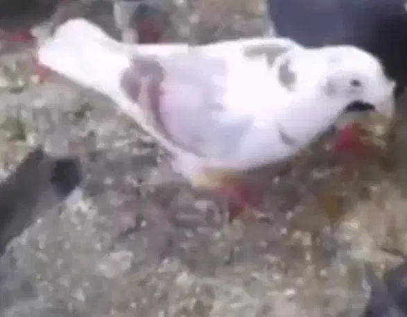 کفتر پلنگ|حیوانات|سبزوار, میدان بار|دیوار