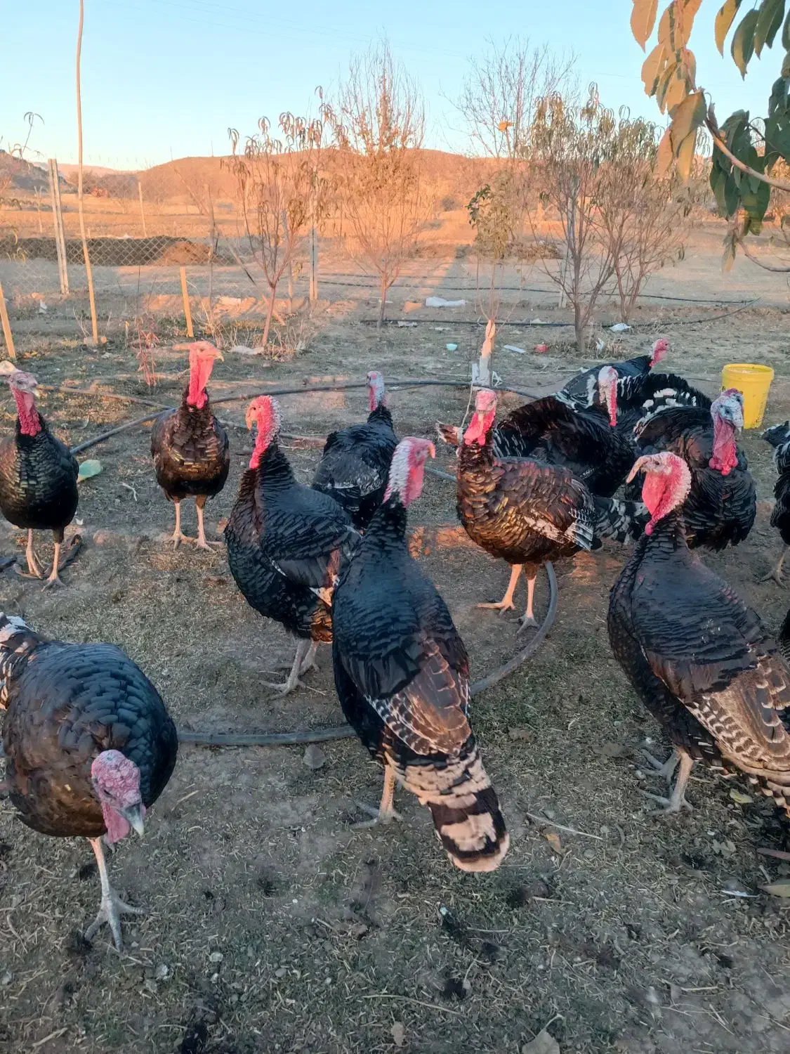 فروش بوقلمون برنزی گوشتی محلی|حیوانات مزرعه|سنقر, |دیوار