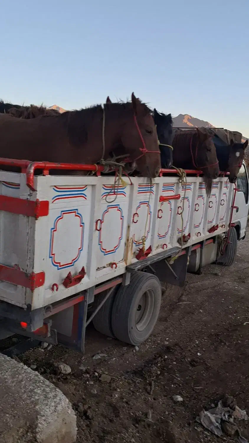 خریدوفروش اسب|اسب و تجهیزات اسبسواری|خاوه, |دیوار