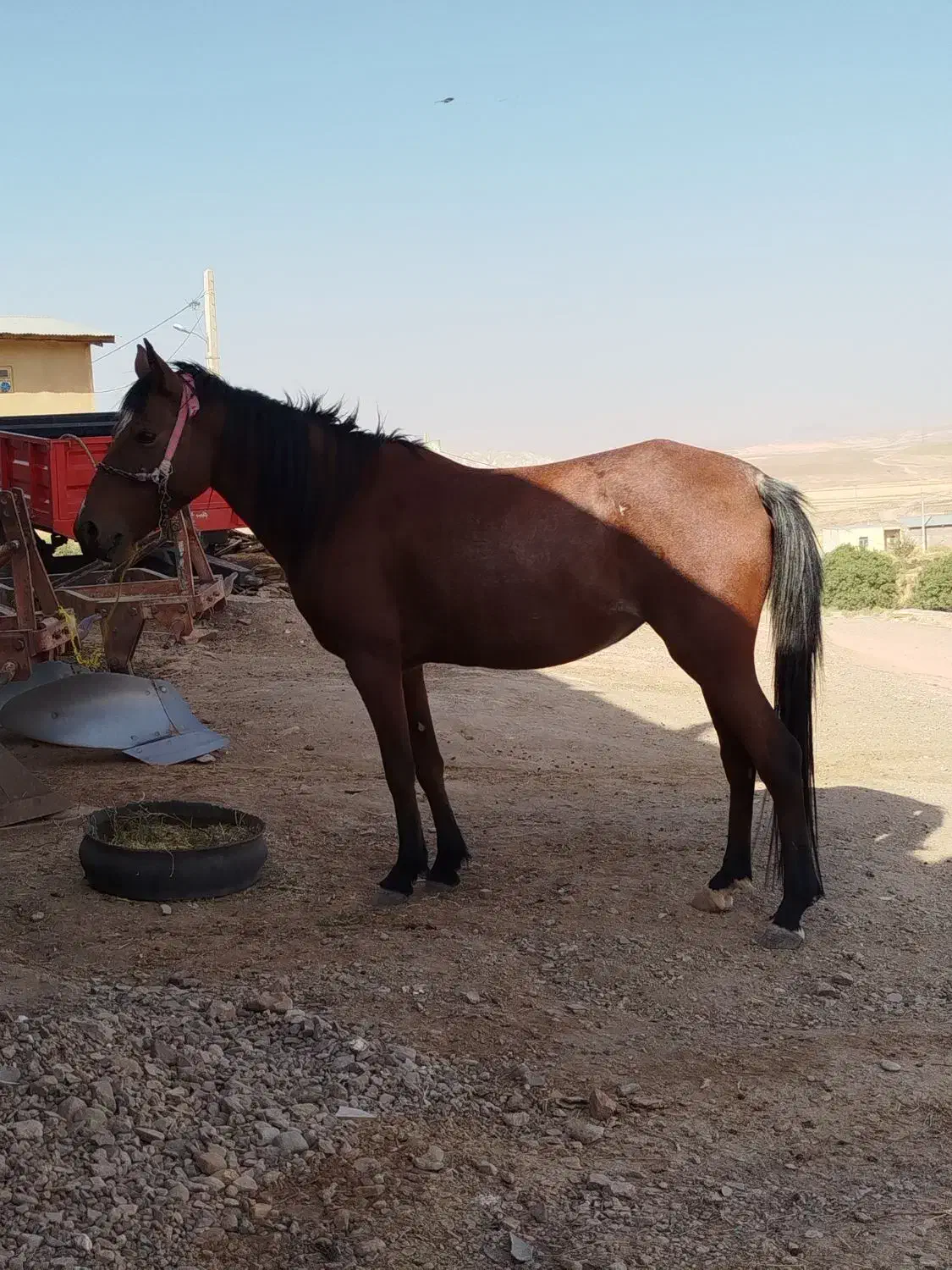 اسب مادیان|اسب و تجهیزات اسبسواری|افشار, |دیوار