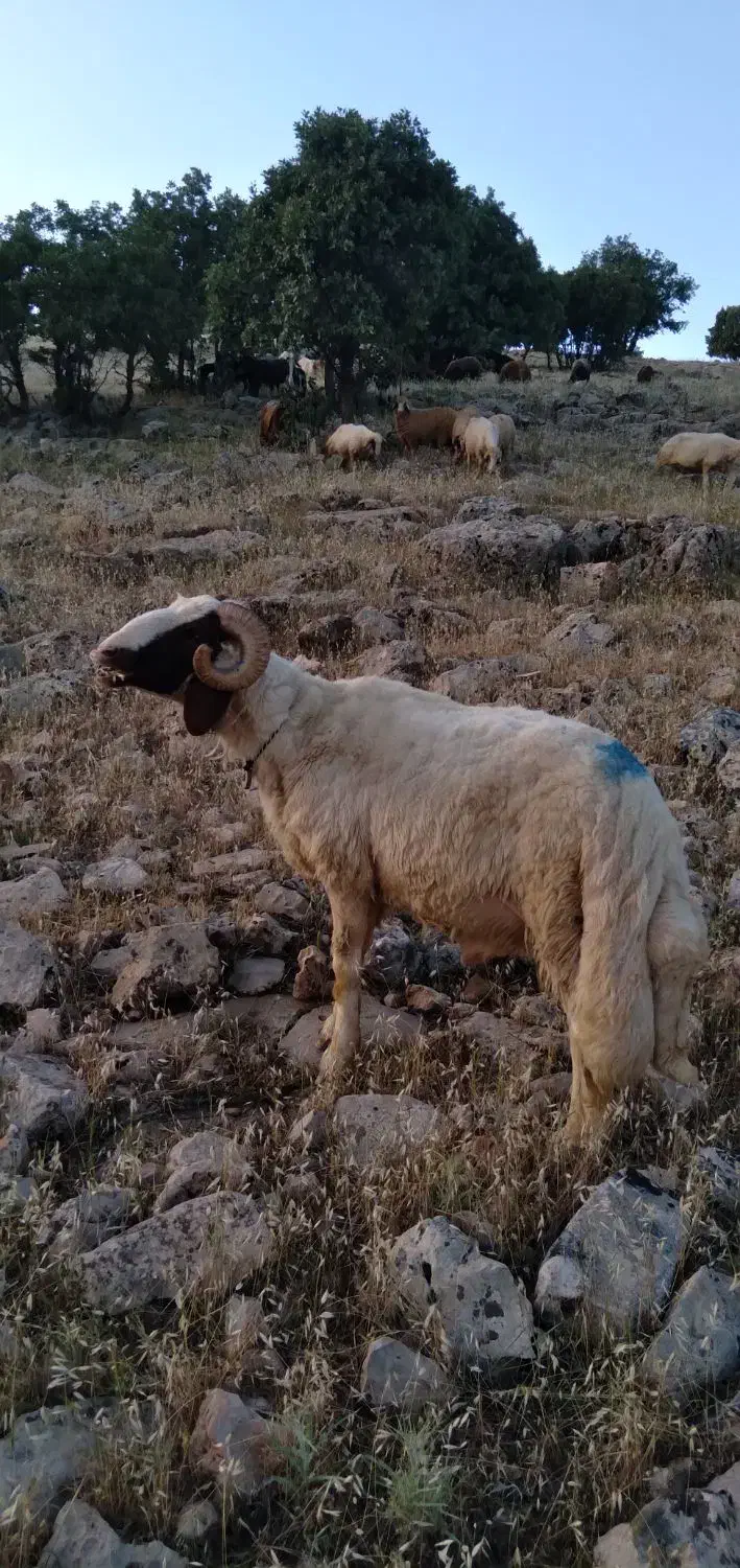 قوچ شک ورن سنجابی اصیل|حیوانات مزرعه|دالاهو, |دیوار