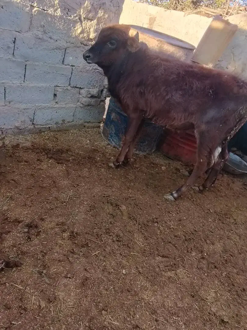 گوساله|حیوانات مزرعه|زابل, |دیوار