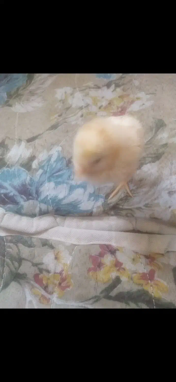 جوجه زرد|موش و خرگوش|قم, ناصردیوان|دیوار