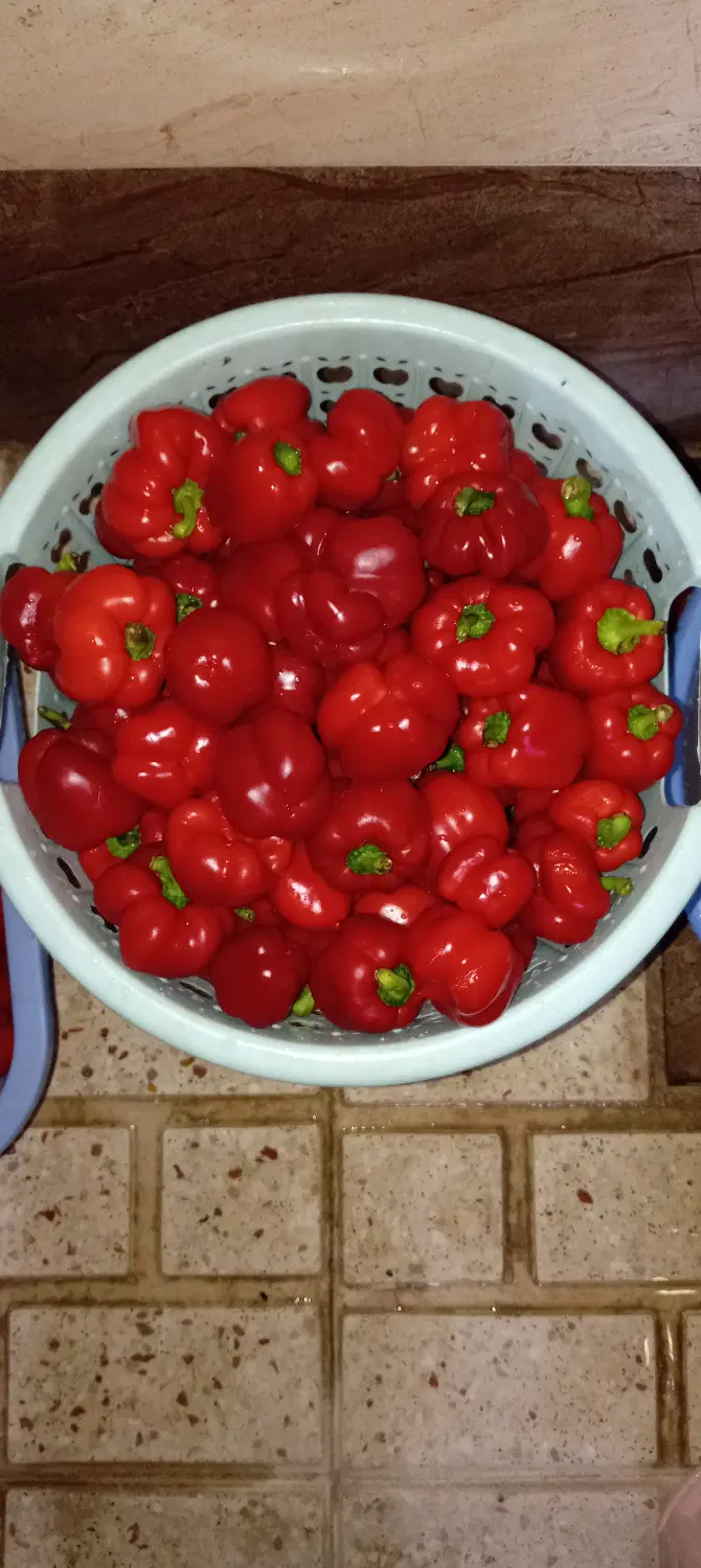 پاپریکا|خوردنی و آشامیدنی|قهدریجان, |دیوار