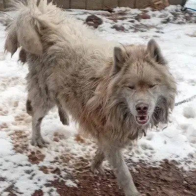 سگ هاسکی|سگ|اردبیل, |دیوار