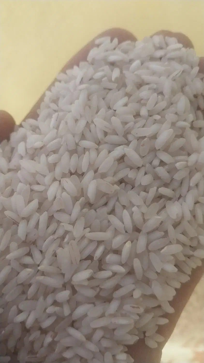 برنج عنبربو درجه یک معطر امسالی سبز و سفید|خوردنی و آشامیدنی|اهواز, بنکداری|دیوار