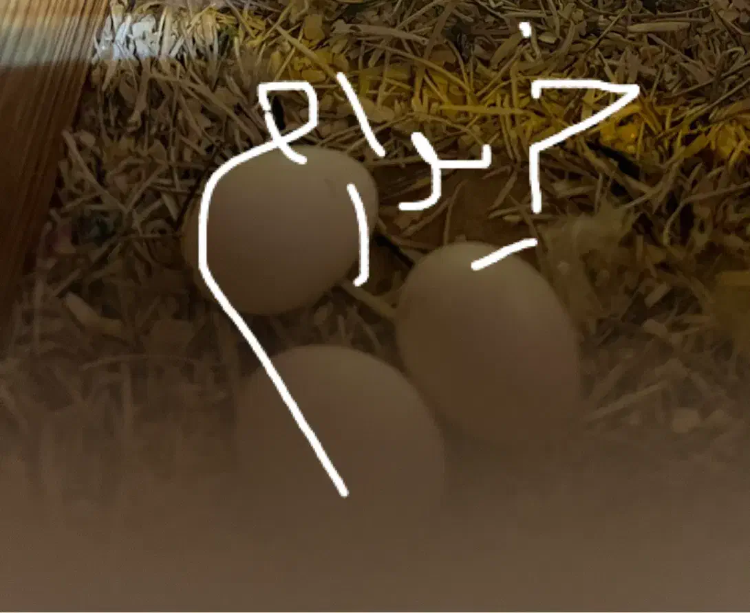 تخم گرینچیک نطفه دار|پرنده|تبریز, |دیوار