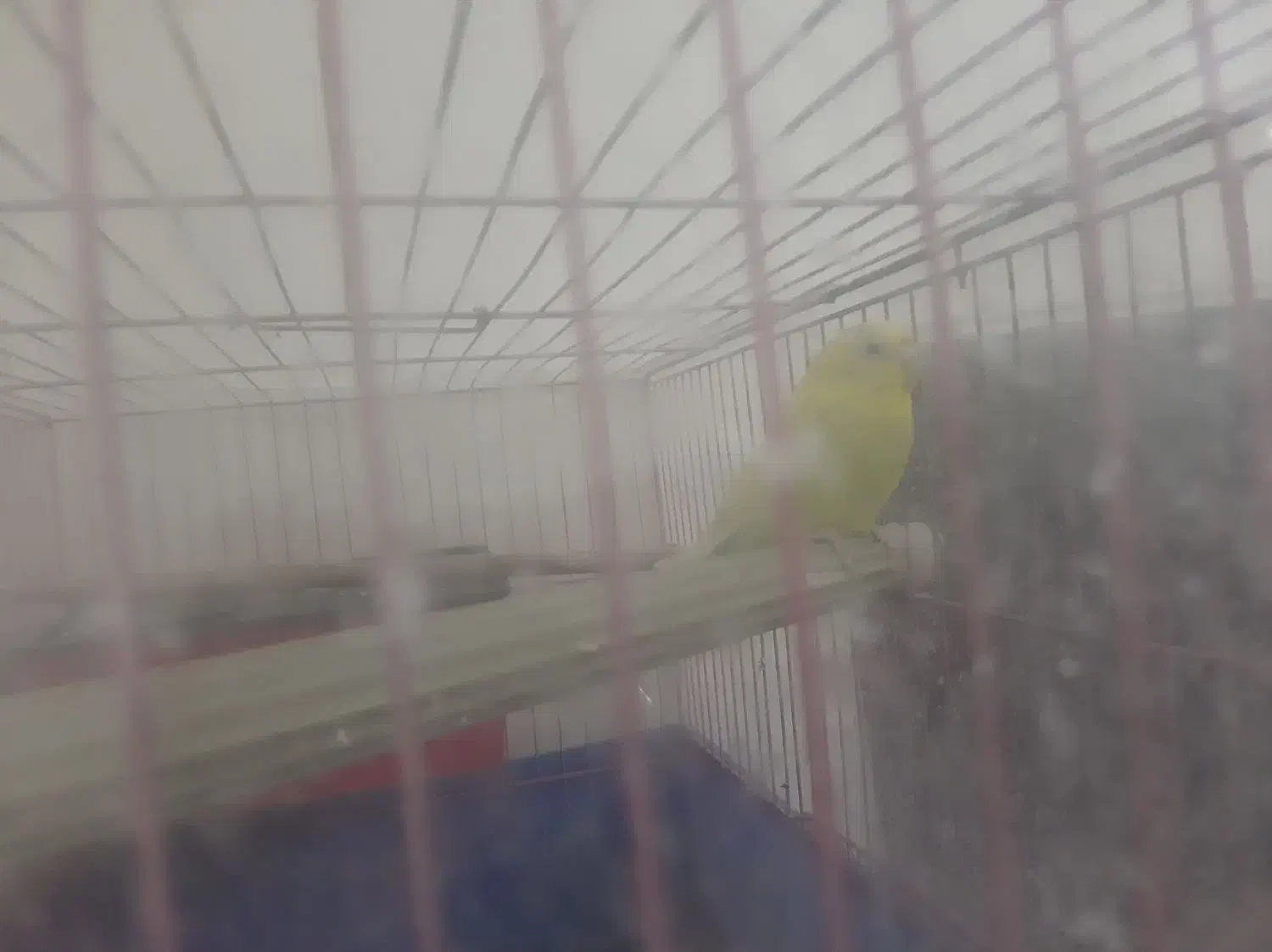 مرغ عشق جوان ماده ۱۵۰|پرنده|رشت, نیکمرام|دیوار