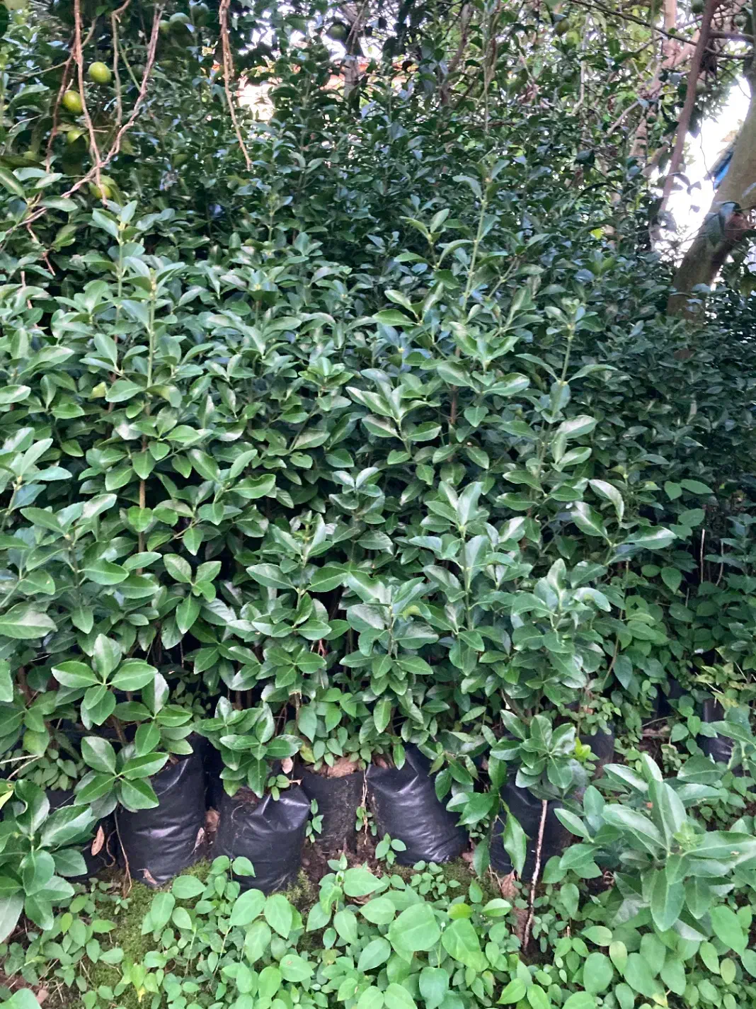 شمشاد سبز|گل و گیاه طبیعی|واجارگاه, |دیوار