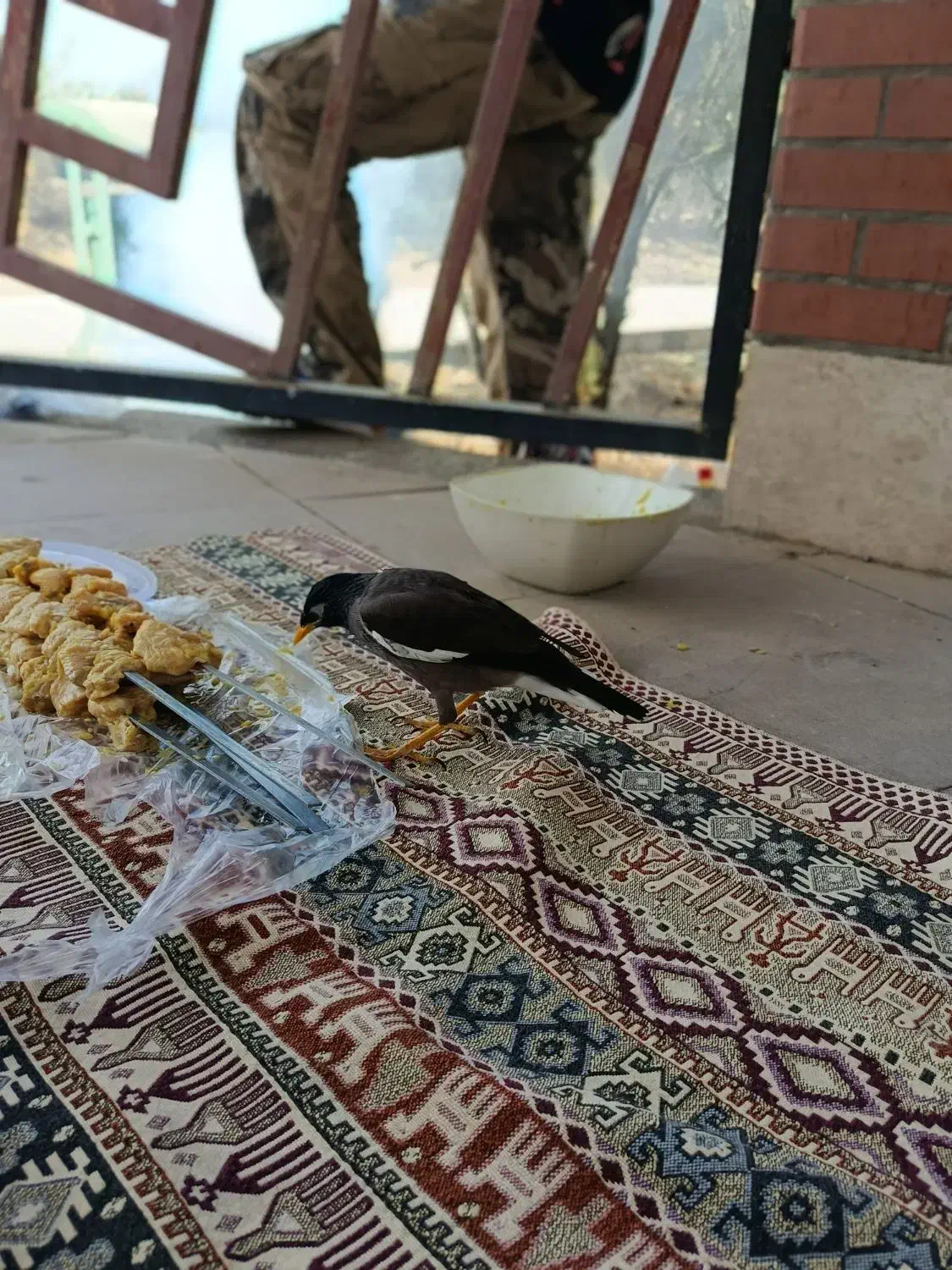 جوجه مرغ مینا نر 5 ماهه دستی با قفس|پرنده|قدس, شهرقدس|دیوار