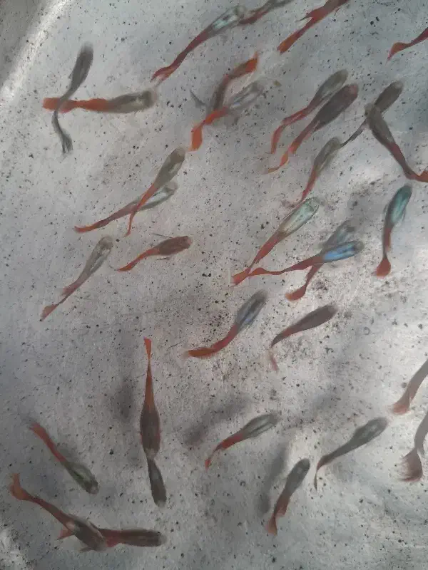 ماهی زینتی|ماهی|قزوین, |دیوار