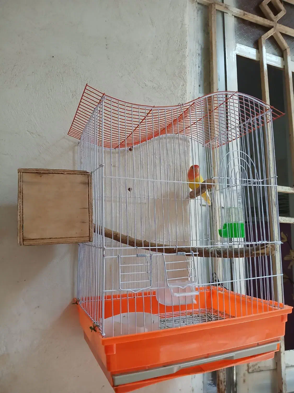 طوطی برزیلی|پرنده|چرام, |دیوار