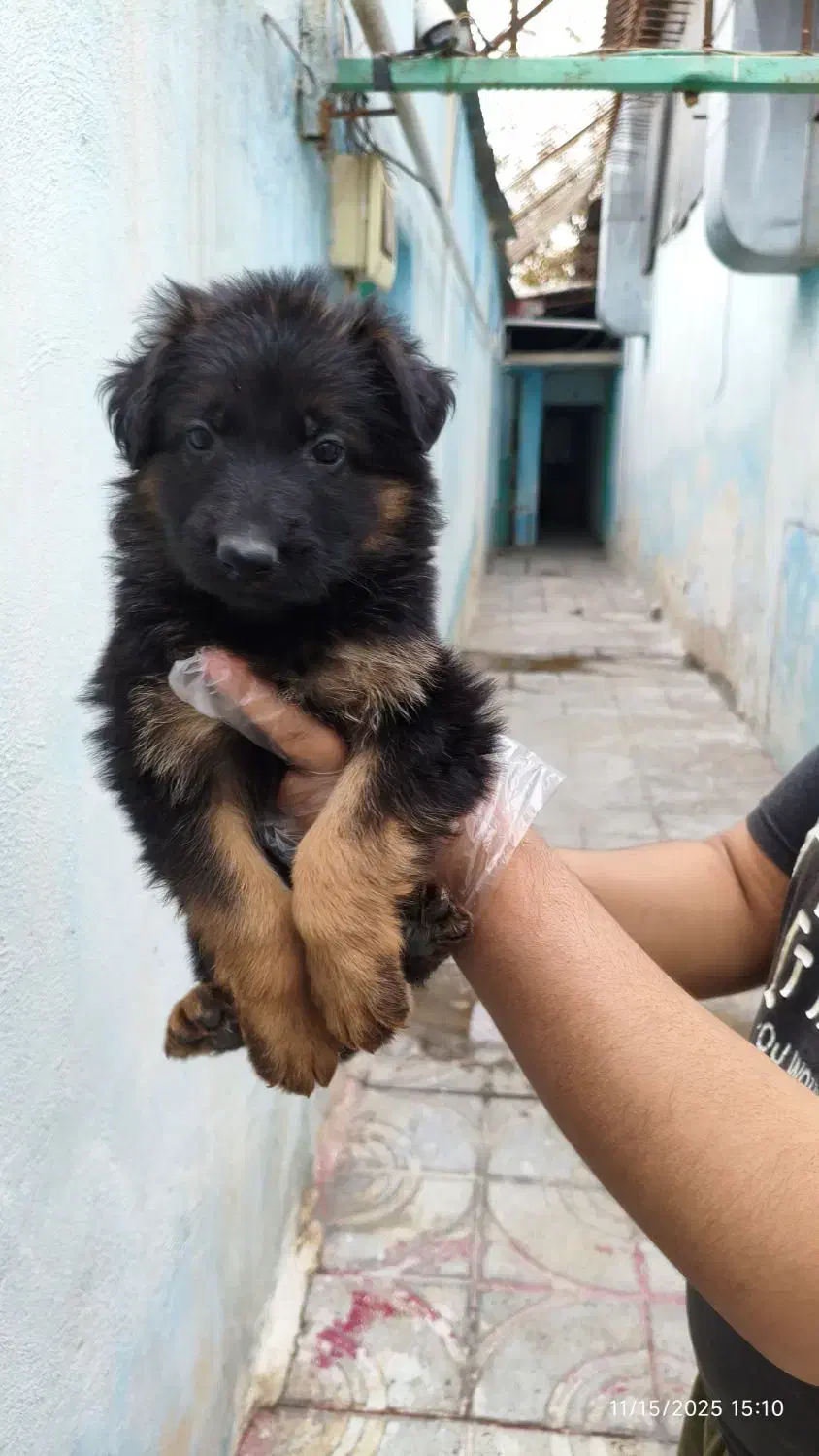 ۵ تا سگ خارجی ژرمن شپرد از بزرگ تا کوچیک|سگ|تهران, لویزان|دیوار