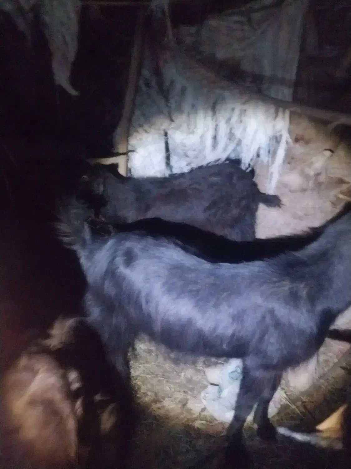 بز پاکستانی|حیوانات مزرعه|میناب, |دیوار