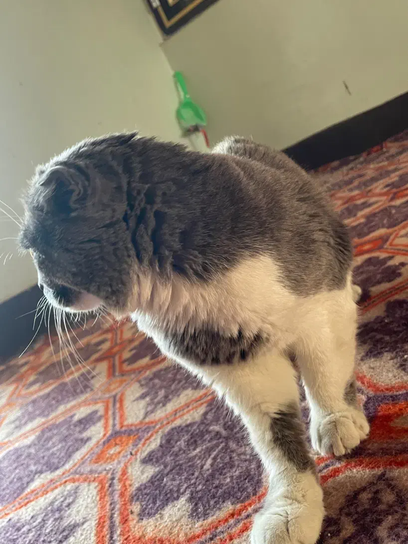 گربه اسکاتیش|گربه|بندر گناوه, |دیوار