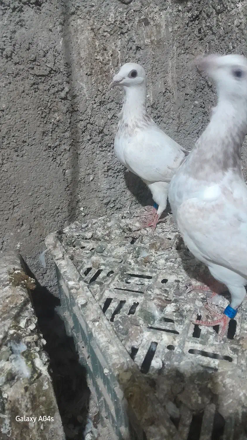 ساراوقون فری|پرنده|گنبد کاووس, |دیوار