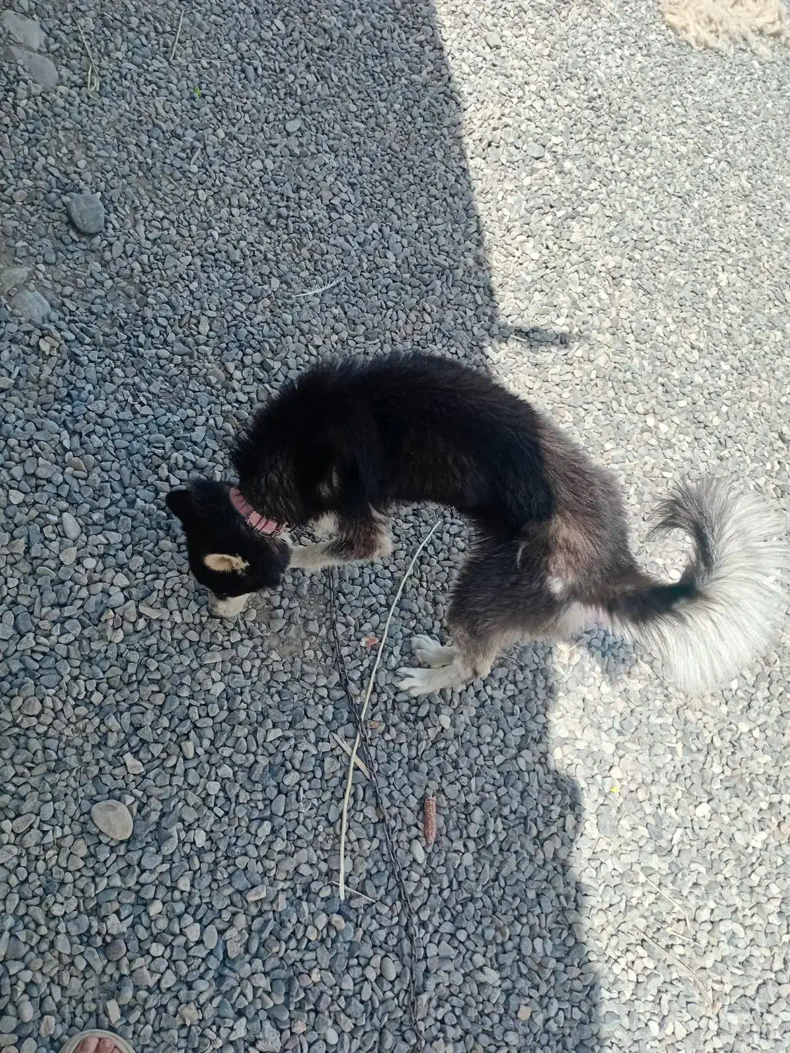 سگ هاسگی|سگ|پارسآباد, |دیوار