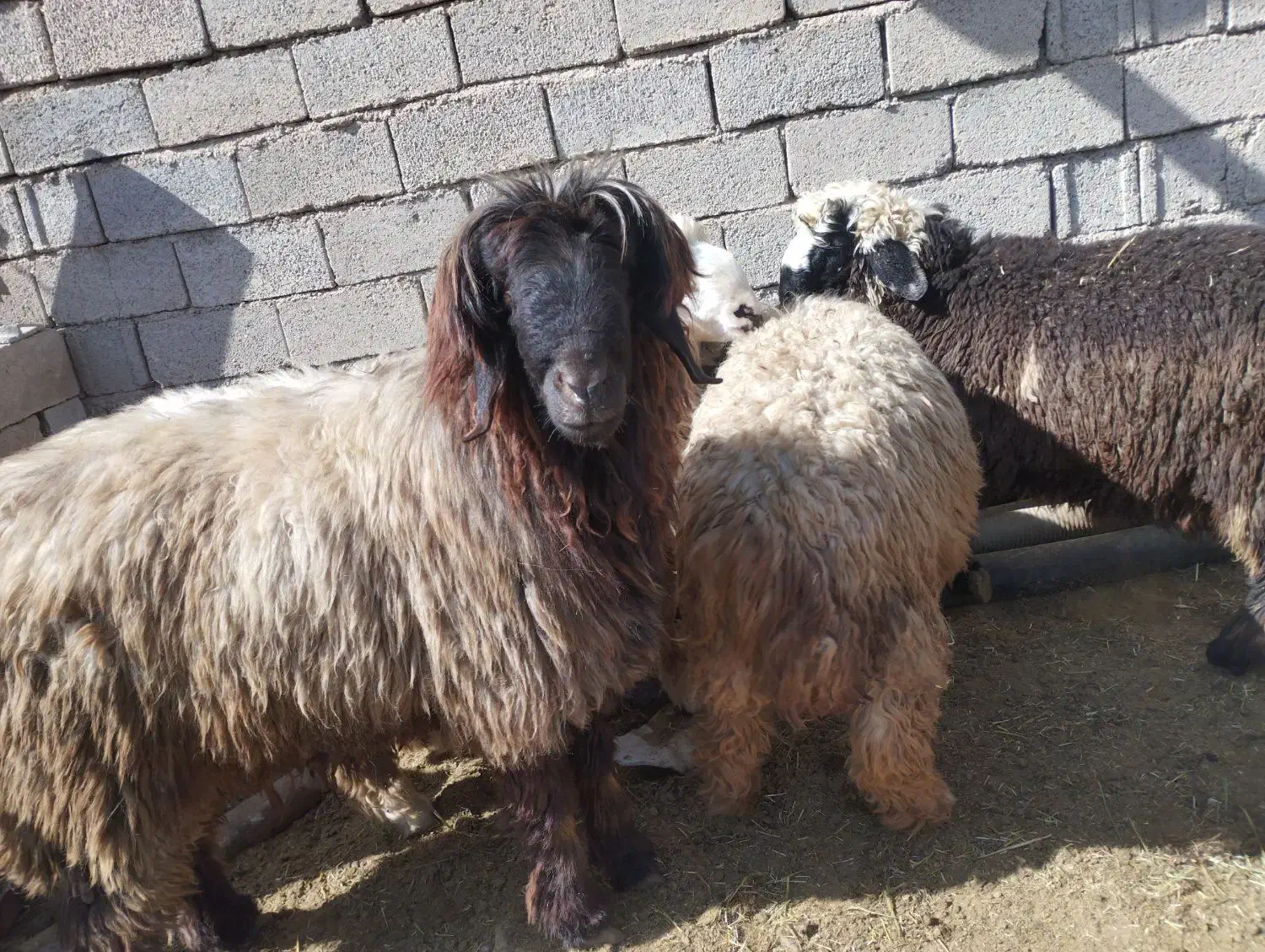 بره نر/قوچ/کوهه قوچ فروشی|حیوانات مزرعه|شیراز, بید زرد|دیوار