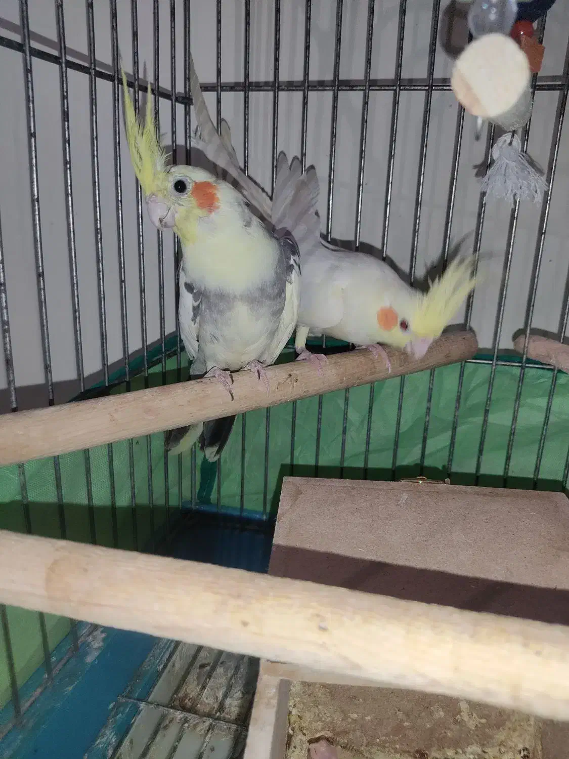 عروس هلندی مولد|پرنده|تهران, وحیدیه|دیوار