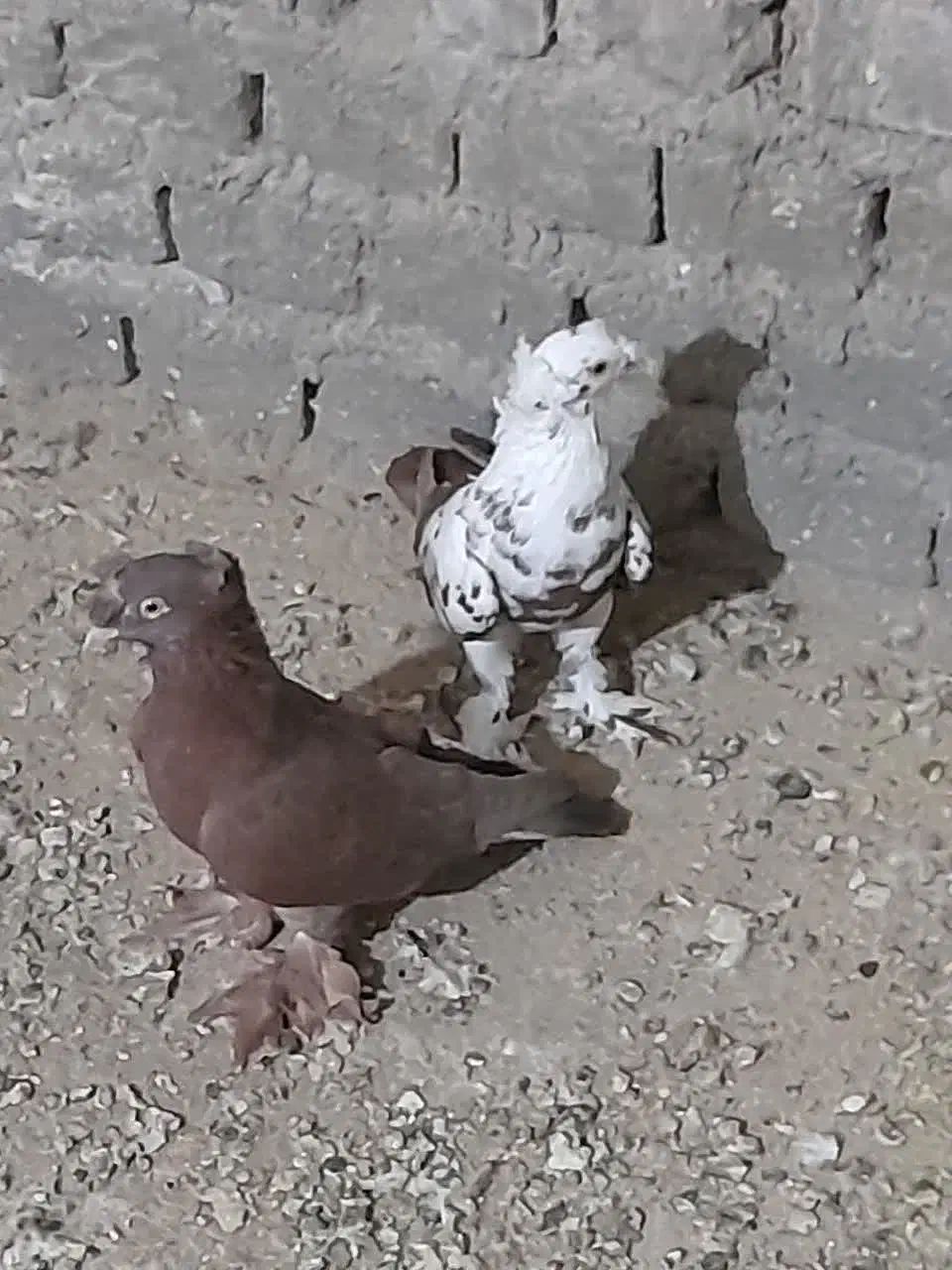 کفتر نقش|پرنده|زارچ, |دیوار