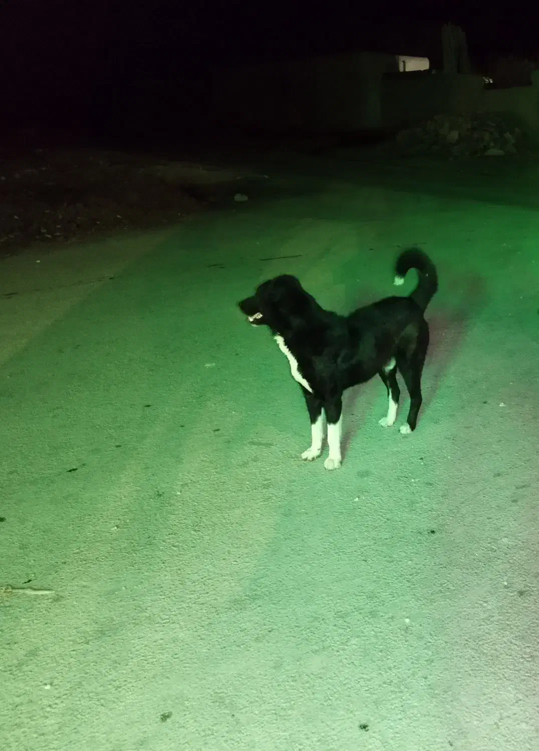 سگ نگهبان|سگ|کبودرآهنگ, |دیوار