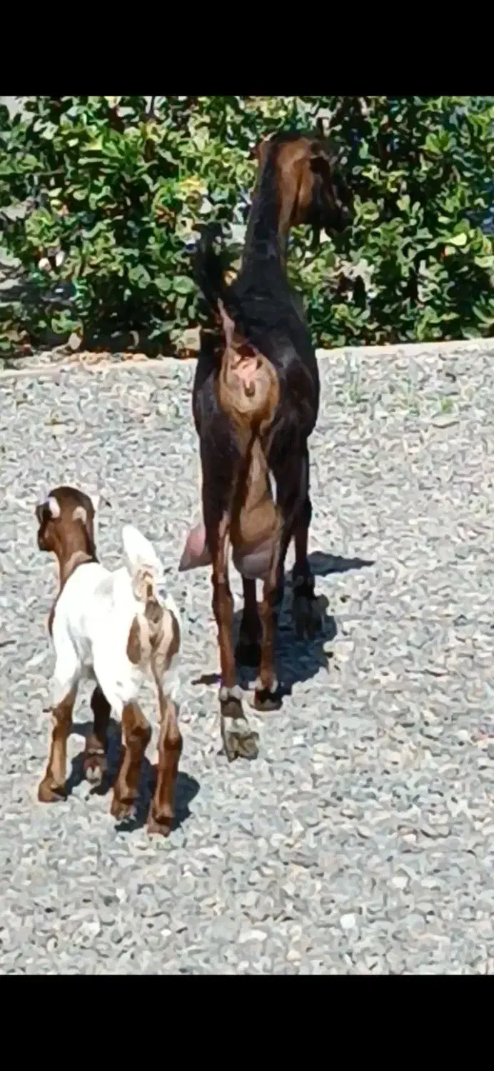 بز کهره بنگالی دو کیلو شیر موقعیت جیرفت|حیوانات مزرعه|کرمان, |دیوار