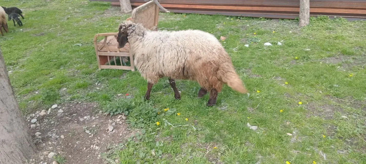 گیج|حیوانات مزرعه|سیلوانه, |دیوار